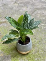 Zdjęcie Aglaonema Tigress w kategorii rośliny, ujęcie 2