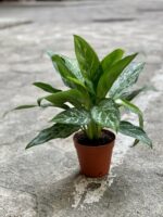 Zdjęcie Aglaonema Tigress w kategorii rośliny, ujęcie 3
