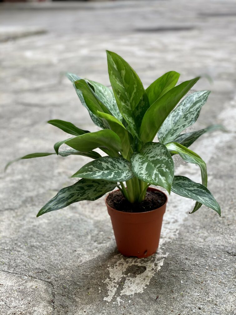 Zdjęcie Aglaonema Tigress w kategorii rośliny, ujęcie 3