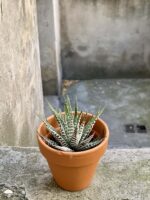 Zdjęcie Haworthia fasciata w kategorii rośliny, ujęcie 1