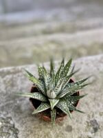Zdjęcie Haworthia fasciata w kategorii rośliny, ujęcie 2