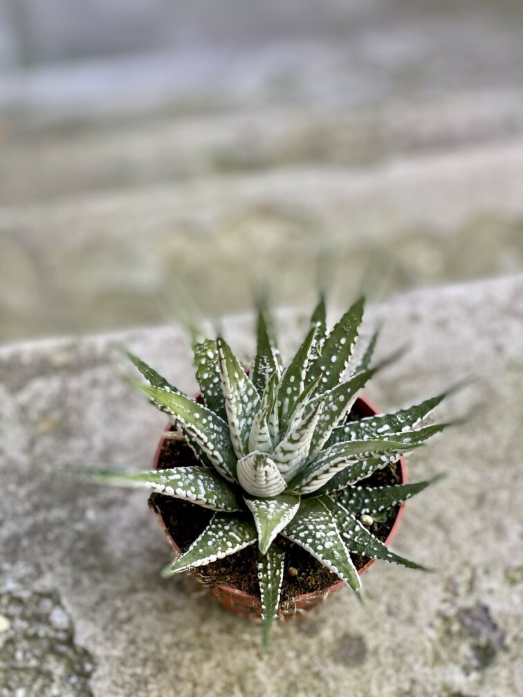 Zdjęcie Haworthia fasciata w kategorii rośliny, ujęcie 2