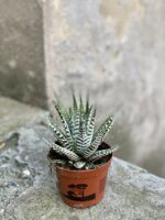 Zdjęcie Haworthia fasciata w kategorii rośliny, ujęcie 3