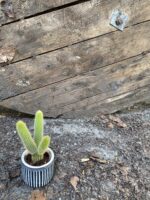 Zdjęcie Hildewintera Aureispina Creststa w kategorii rośliny, ujęcie 2