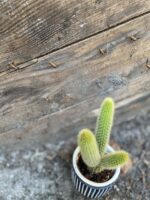 Zdjęcie Hildewintera Aureispina Creststa w kategorii rośliny, ujęcie 3