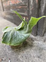 Zdjęcie Platycerium superbum w kategorii rośliny, ujęcie 2