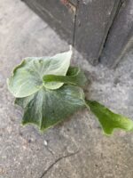 Zdjęcie Platycerium superbum w kategorii rośliny, ujęcie 3