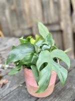 Zdjęcie Rhaphidophora Tetrasperma (Monstera Minima) w kategorii rośliny, ujęcie 1