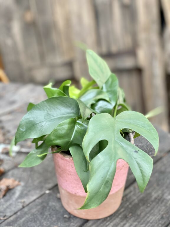 Zdjęcie Rhaphidophora Tetrasperma (Monstera Minima) w kategorii rośliny, ujęcie 1