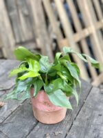 Zdjęcie Rhaphidophora Tetrasperma (Monstera Minima) w kategorii rośliny, ujęcie 2