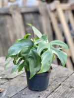 Zdjęcie Rhaphidophora Tetrasperma (Monstera Minima) w kategorii rośliny, ujęcie 3