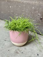 Zdjęcie Rhipsalis cassutha Oasis (Patyczak) w kategorii rośliny, ujęcie 1