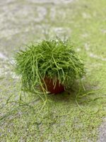 Zdjęcie Rhipsalis cassutha Oasis (Patyczak) w kategorii rośliny, ujęcie 2