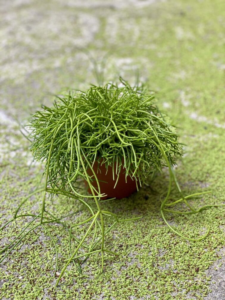Zdjęcie Rhipsalis cassutha Oasis (Patyczak) w kategorii rośliny, ujęcie 2