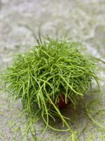 Zdjęcie Rhipsalis cassutha Oasis (Patyczak) w kategorii rośliny, ujęcie 3