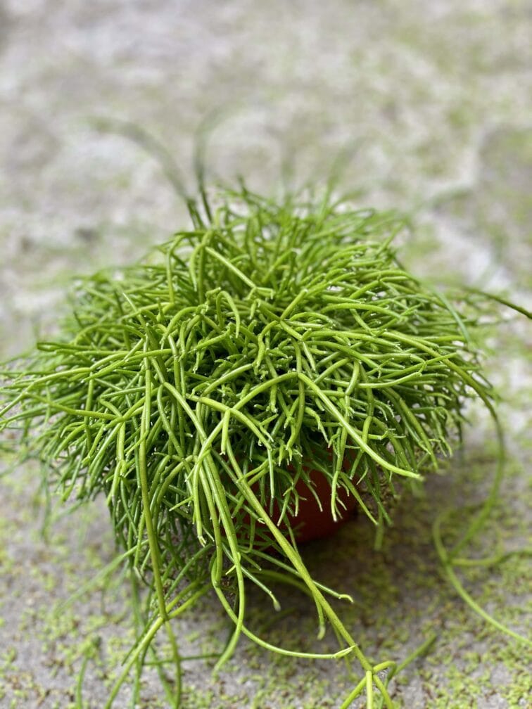 Zdjęcie Rhipsalis cassutha Oasis (Patyczak) w kategorii rośliny, ujęcie 3