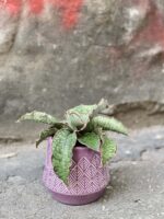 Zdjęcie Sansevieria Star Green Granite w kategorii rośliny, ujęcie 1