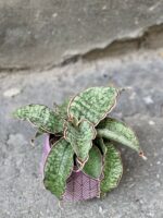 Zdjęcie Sansevieria Star Green Granite w kategorii rośliny, ujęcie 2