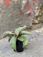 Zdjęcie Sansevieria Star Green Granite w kategorii rośliny, ujęcie 3