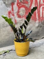 Zdjęcie Zamioculcas Raven w kategorii rośliny, ujęcie 1