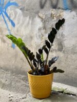 Zdjęcie Zamioculcas Raven w kategorii rośliny, ujęcie 2