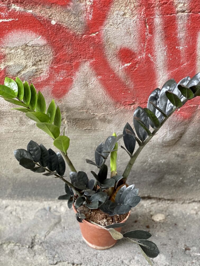Zdjęcie Zamioculcas Raven w kategorii rośliny, ujęcie 3