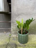 Zdjęcie Zamioculcas Zamiifolia w kategorii rośliny, ujęcie 2