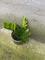 Zdjęcie Zamioculcas Zamiifolia w kategorii rośliny, ujęcie 3