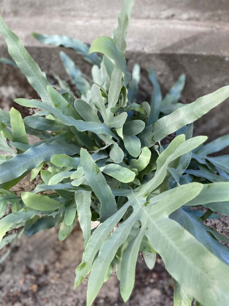Zdjęcie rośliny Phlebodium aureum "Blue Star", ujęcie 2