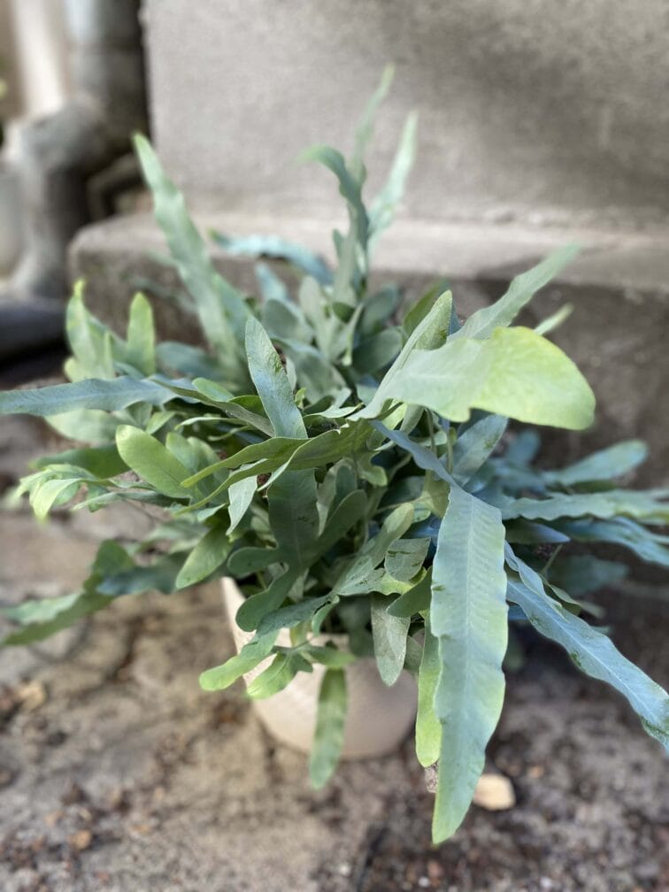 Zdjęcie rośliny Phlebodium aureum "Blue Star", ujęcie 3