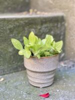 Zdjęcie rośliny Fittonia Lemon, ujęcie 1