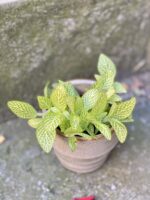 Zdjęcie rośliny Fittonia Lemon, ujęcie 2
