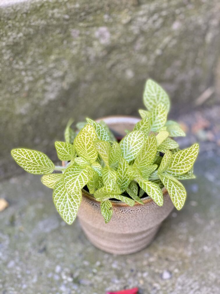 Zdjęcie rośliny Fittonia Lemon, ujęcie 2