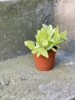 Zdjęcie rośliny Fittonia Lemon, ujęcie 3