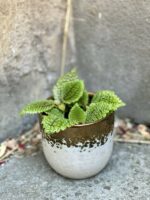 Zdjęcie rośliny Pilea crassifolia, ujęcie 2