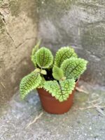 Zdjęcie rośliny Pilea crassifolia, ujęcie 3
