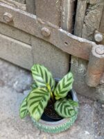 Zdjęcie rośliny Calathea Freddie, ujęcie 1