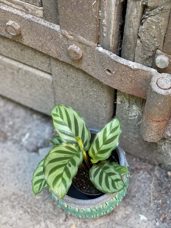 Zdjęcie rośliny Calathea Freddie, ujęcie 1