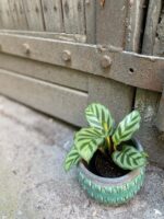 Zdjęcie rośliny Calathea Freddie, ujęcie 2