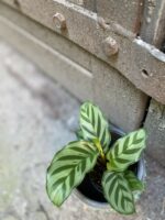 Zdjęcie rośliny Calathea Freddie, ujęcie 3