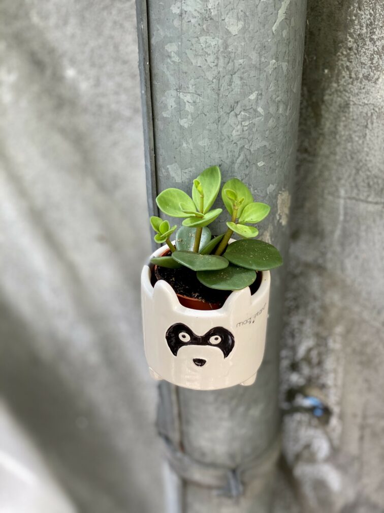 Zdjęcie doniczki lub oslonki: Osłonka magnetyczna Szop 6x6 cm, ujęcie 2