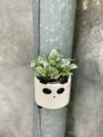 Zdjęcie doniczki lub oslonki: Osłonka magnetyczna Panda 6x6 cm, ujęcie 2