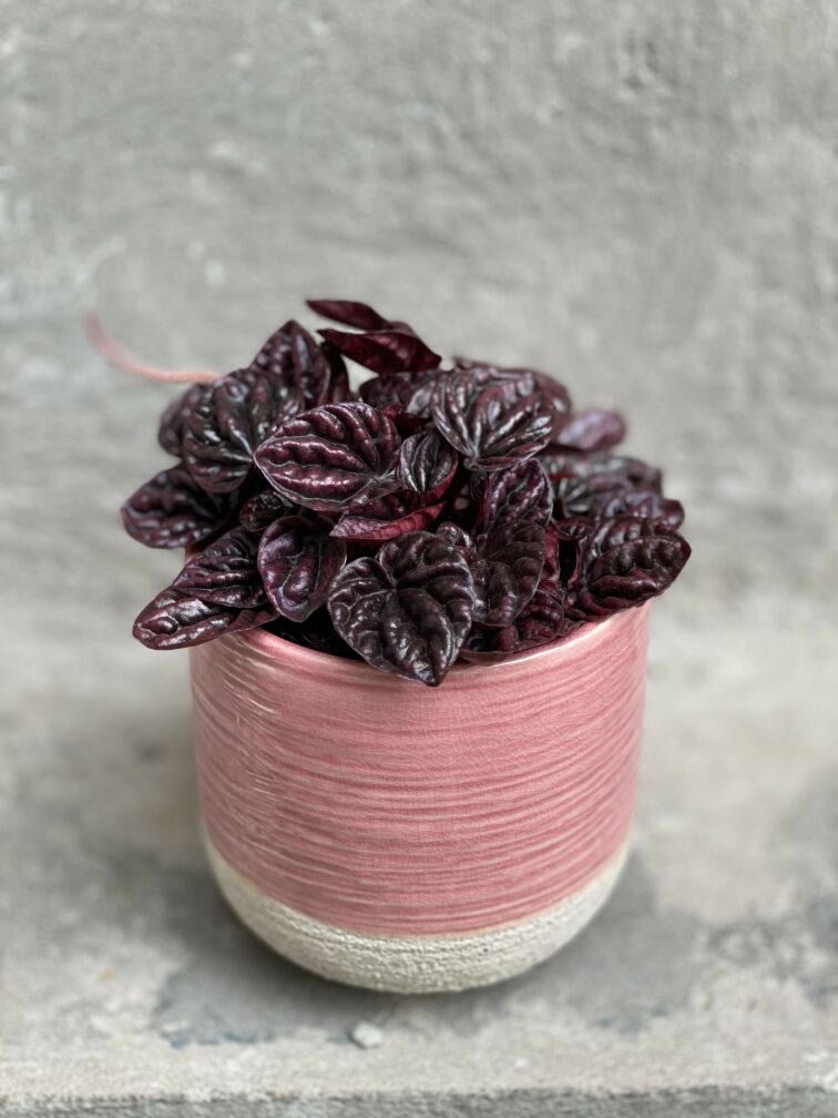 Zdjęcie rośliny Peperomia caperata Schumi Red, ujęcie 1