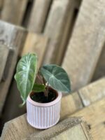Zdjęcie rośliny Alocasia Pink Dragon, ujęcie 1