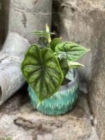 Zdjęcie rośliny Alocasia Dragon Scale, ujęcie 1