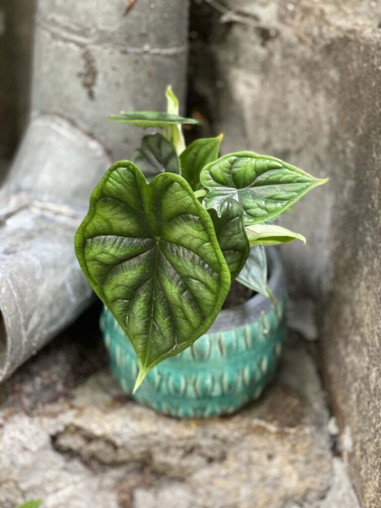 Zdjęcie rośliny Alocasia Dragon Scale, ujęcie 1