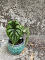 Zdjęcie rośliny Alocasia Dragon Scale, ujęcie 2