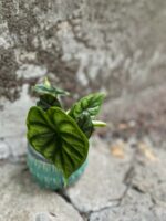 Zdjęcie rośliny Alocasia Dragon Scale, ujęcie 3