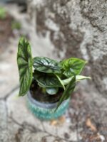 Zdjęcie rośliny Alocasia Dragon Scale, ujęcie 4