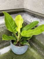 Zdjęcie rośliny Philodendron Moonlight, ujęcie 1